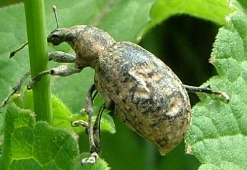 Liophloeus tessulatus