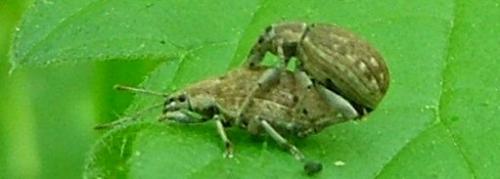 Peritelus sphaeroides