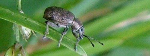 Peritelus sphaeroides