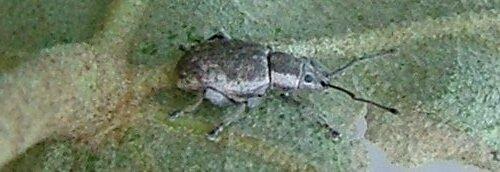Réf. 4 090 : Peritelus sphaeroides