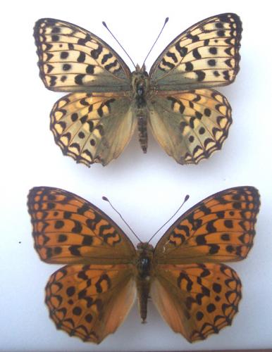 Argynnis adippe