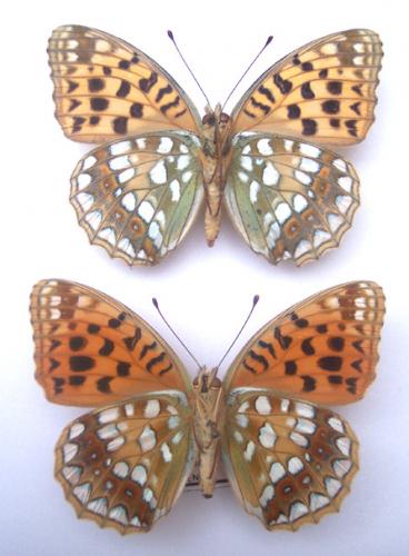 Argynnis adippe