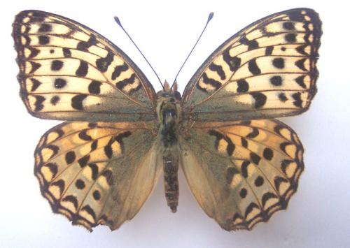Argynnis adippe
