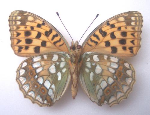 Argynnis adippe