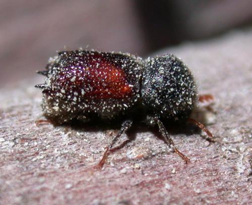 Sinoxylon muricatum
