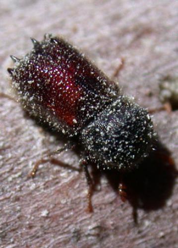 Réf. 4 922 : Sinoxylon muricatum