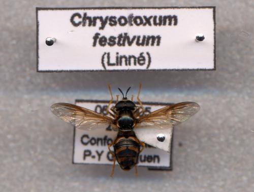 Chrysotoxum festivum