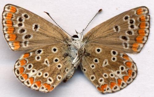 Aricia agestis