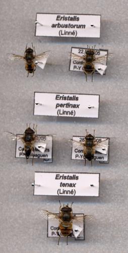Eristalis divers