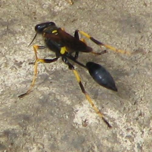 Réf. 4 314 : Sceliphron caementarium