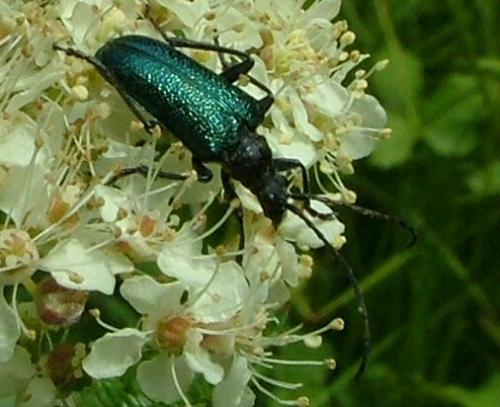 Réf. 4 052 : Carilia virginea