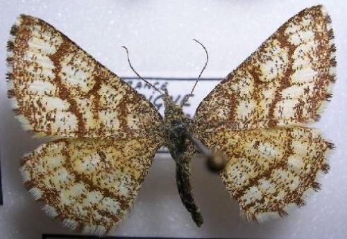 Réf. 4 112 : Ematurga atomaria