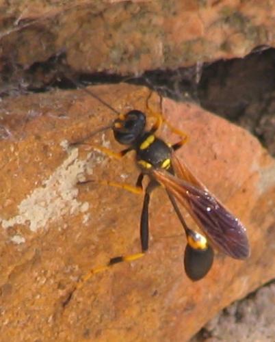 Réf. 4 322 : Sceliphron caementarium