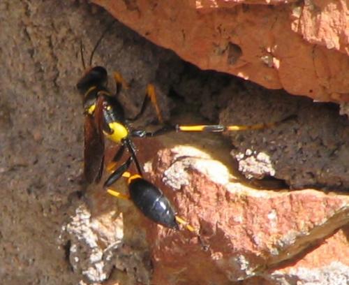 Sceliphron caementarium