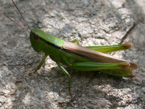 Réf. 4 710 : Mecostethus parapleurus parapleurus
