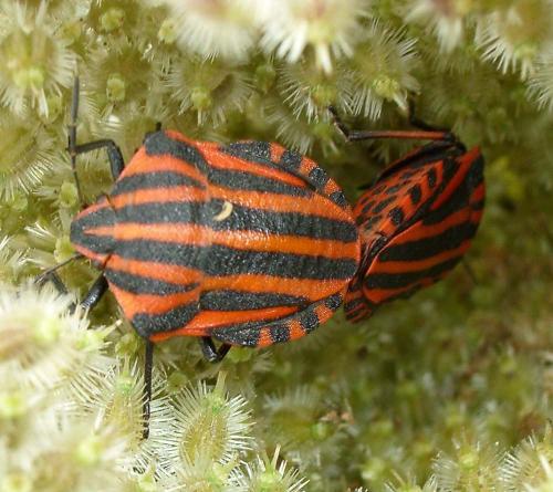 Graphosoma italicum