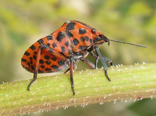 Réf. 4 198 : Graphosoma italicum