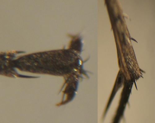 Réf. 4 351 : Anoplius infuscatus