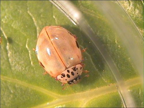 Harmonia quadripunctata