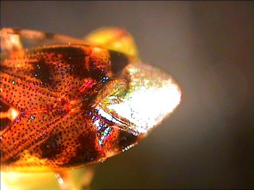 Réf. 4 765 : Deraeocoris ruber
