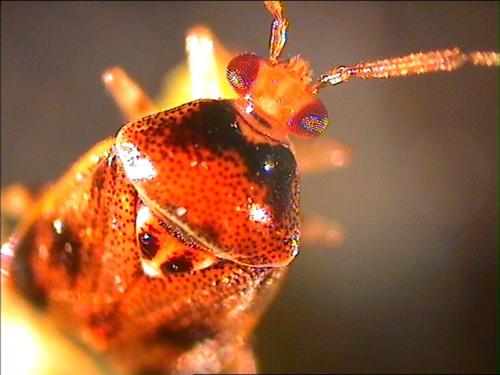 Réf. 4 766 : Deraeocoris ruber