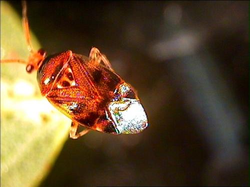 Réf. 4 767 : Deraeocoris ruber