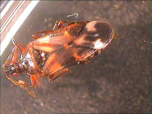 Réf. 4 777 : Anthocoris nemoralis