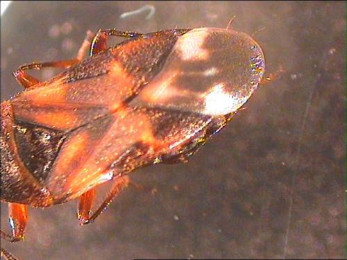 Réf. 4 779 : Anthocoris nemoralis