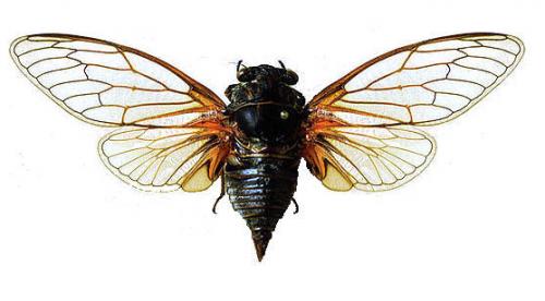 Réf. 4 019 : Tibicina haematodes