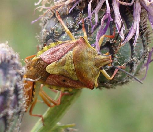 Réf. 4 199 : Carpocoris purpureipennis