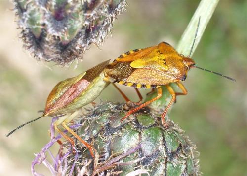 Carpocoris purpureipennis