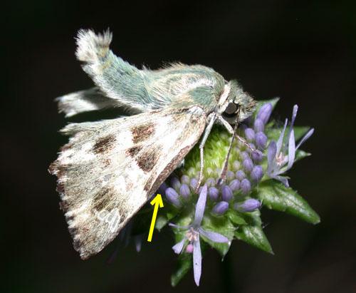 Réf. 4 822 : Carcharodus lavatherae