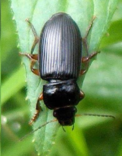 Réf. 4 020 : Anisodactylus binotatus