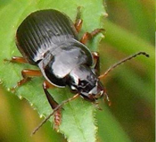 Anisodactylus binotatus