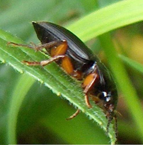 Anisodactylus binotatus