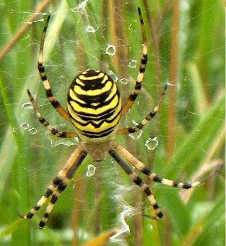 Réf. 4 067 : Argiope bruennichi