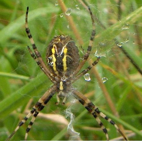 Argiope bruennichi