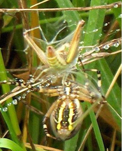 Argiope bruennichi