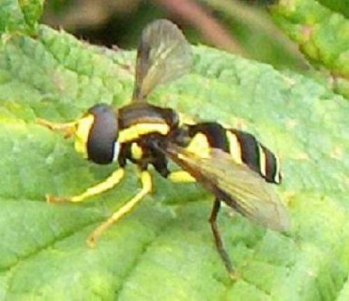 Philhelius pedissequus