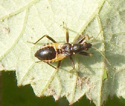 Himacerus mirmicoides