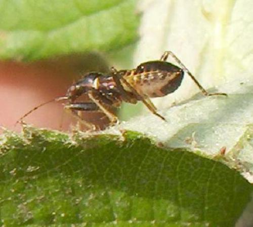 Himacerus mirmicoides