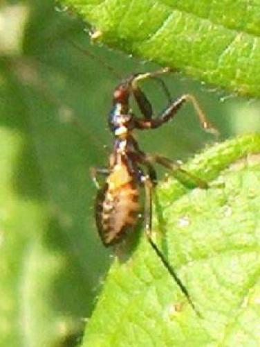 Himacerus mirmicoides