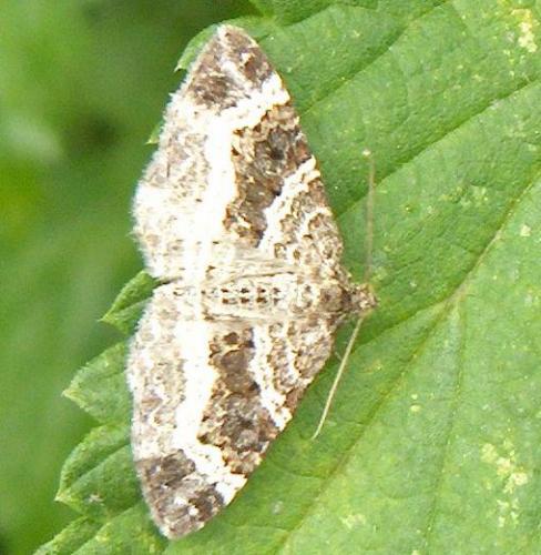 Epirrhoe alternata