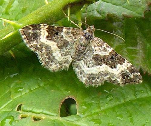 Epirrhoe alternata