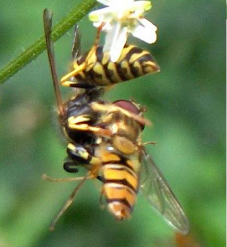 Vespula vulgaris