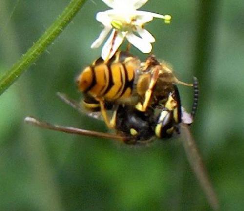 Vespula vulgaris