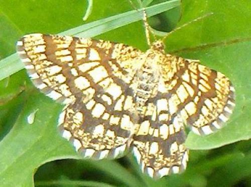 Chiasmia clathrata