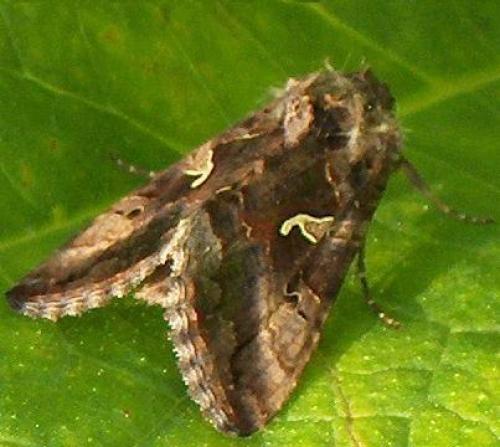 Autographa gamma