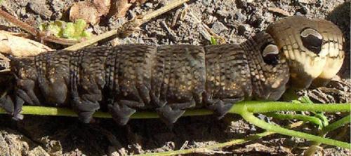 Deilephila elpenor