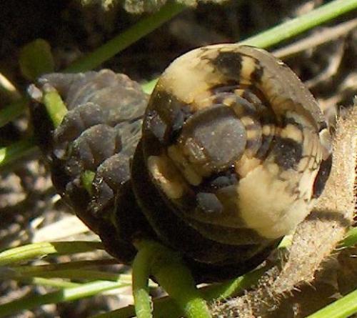 Deilephila elpenor